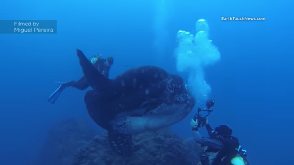 These divers are dwarfed by an enormous and rarely-seen Mola Mola in stunning video [WATCH]