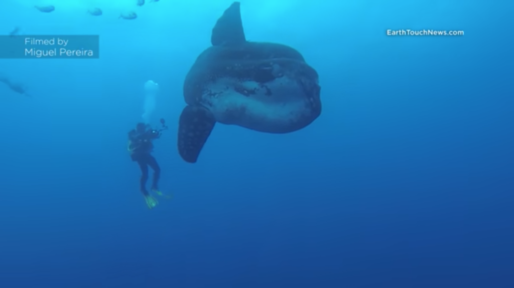 These divers are dwarfed by an enormous and rarely-seen Mola Mola in stunning video [WATCH]